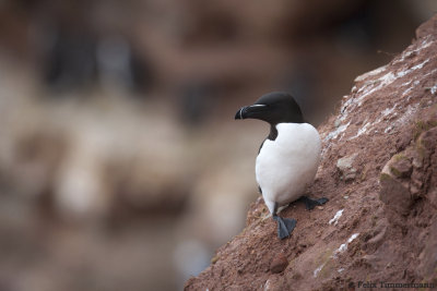 Razorbill