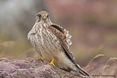 Common Kestrel