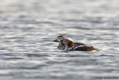 Long-tailed Duck