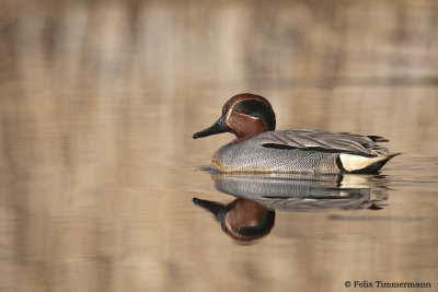 Eurasion Teal