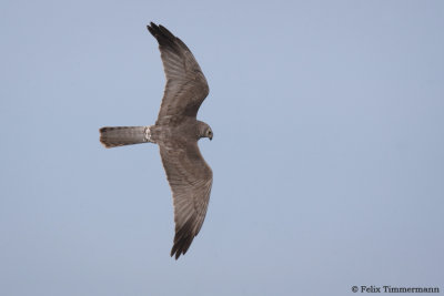Pallid Harrier