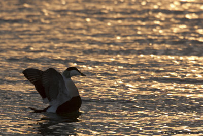 Common Eider