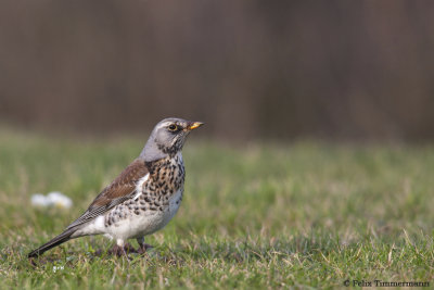 Fieldfare