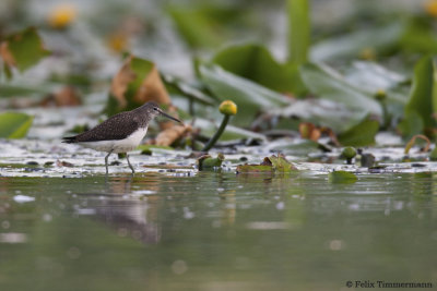 Green Sandpiper