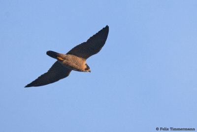 Peregrine