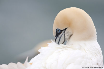 Gannet