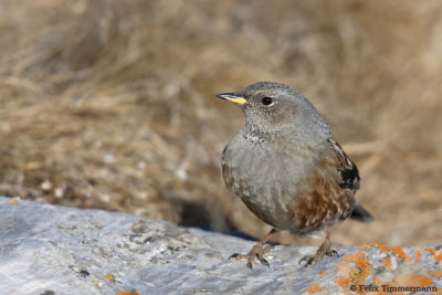 Alpine Accentor