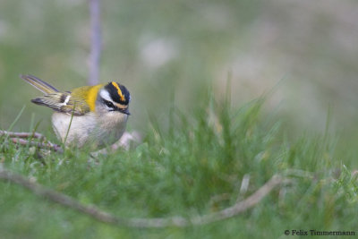 Firecrest