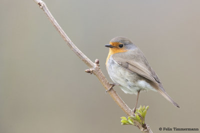 Robin