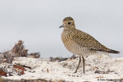 Golden Plover