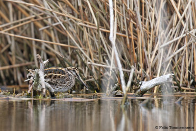 Jack Snipe
