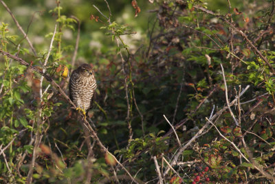 Sparrowhawk