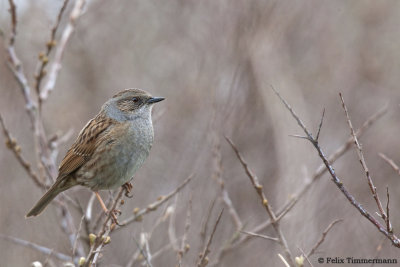 Dunnock