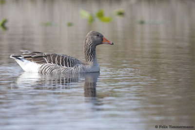 Greylag Goose