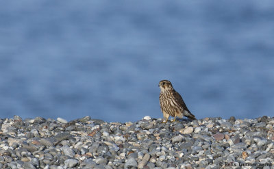 Merlin