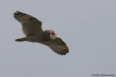 Short-Eared Owl