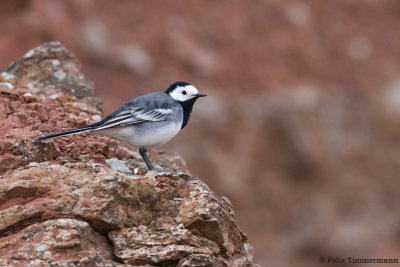 White Wagtail