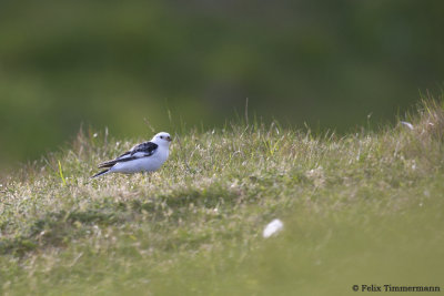 Snow Bunting