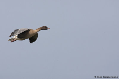 Pink-footed Goose