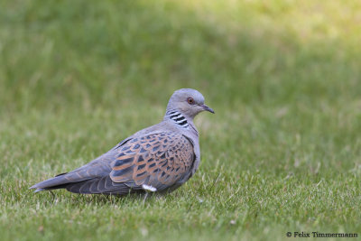 Turtle Dove