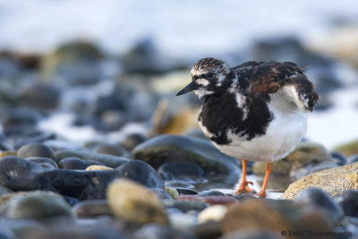 Turnstone