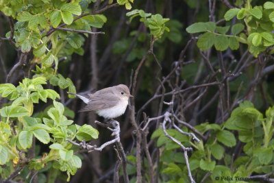 Red-Breasted Flycatcher