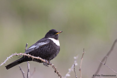 Ring Ouzel