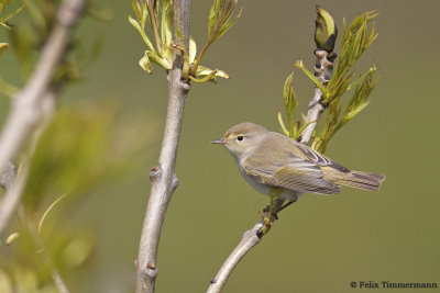 Western Bonellis Warbler