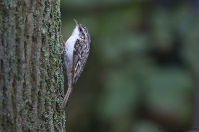 European Treecreeper