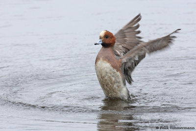 Eurasion Widgeon