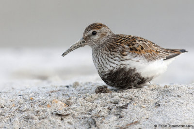 Dunlin