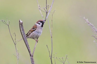 Tree Sparrow