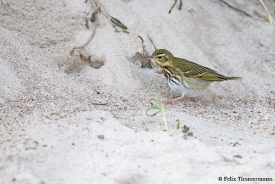 Olive-Backed Pipit
