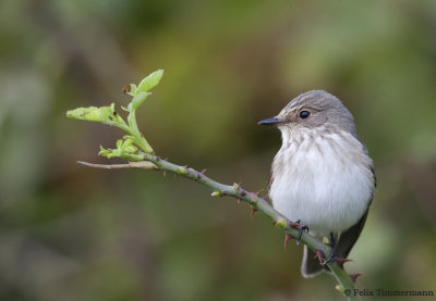 Spotted Flycatcher