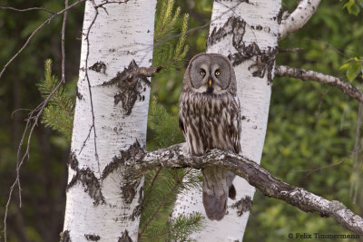 Great Grey Owl