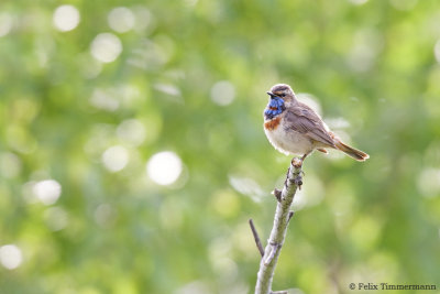 Bluethroat ssp. svecica