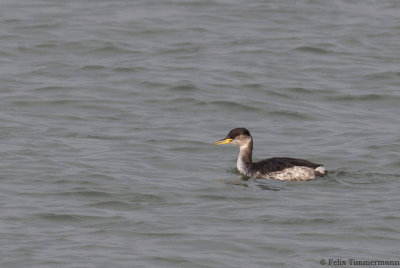 Red-necked Grebe