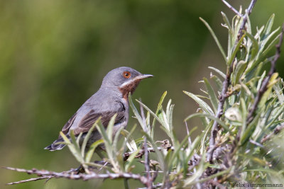 Eastern Subalpine Warbler
