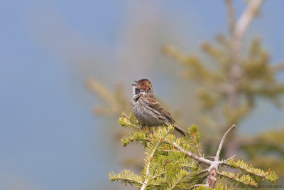 Little Bunting