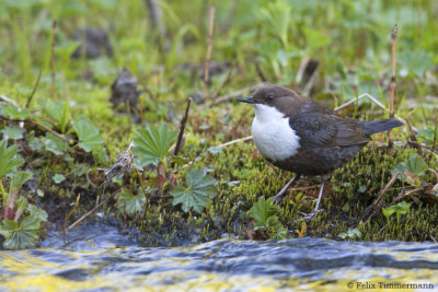 Dipper