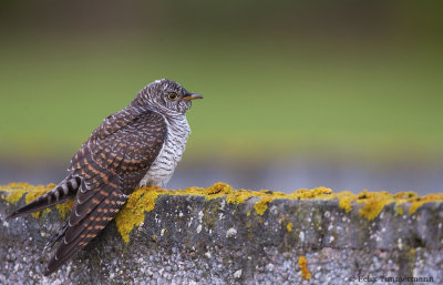 Common Cuckoo