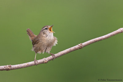 European Wren
