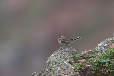 Black-faced Bunting