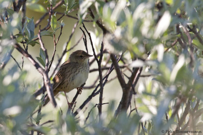 Lanceloated Warbler