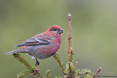 Pine Grosbeak