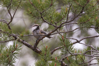 Siberian Tit