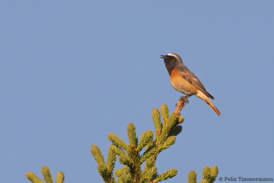 Common Redstart