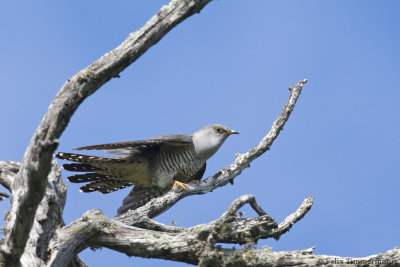 Oriental Cuckoo