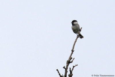Willow Tit
