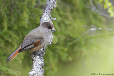 Siberian Jay